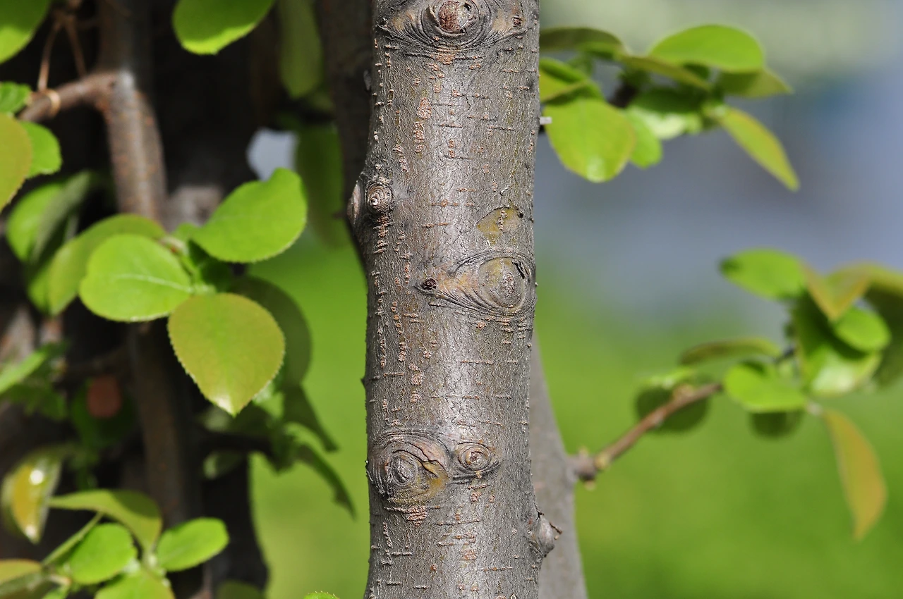 명자나무 (3).JPG