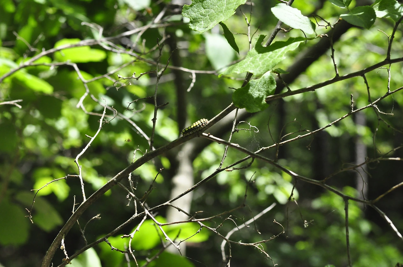 노린재나무 (5).JPG