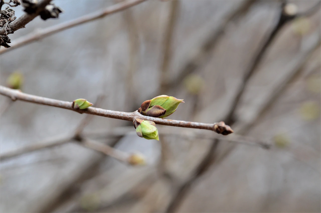 수수꽃다리 (3).JPG