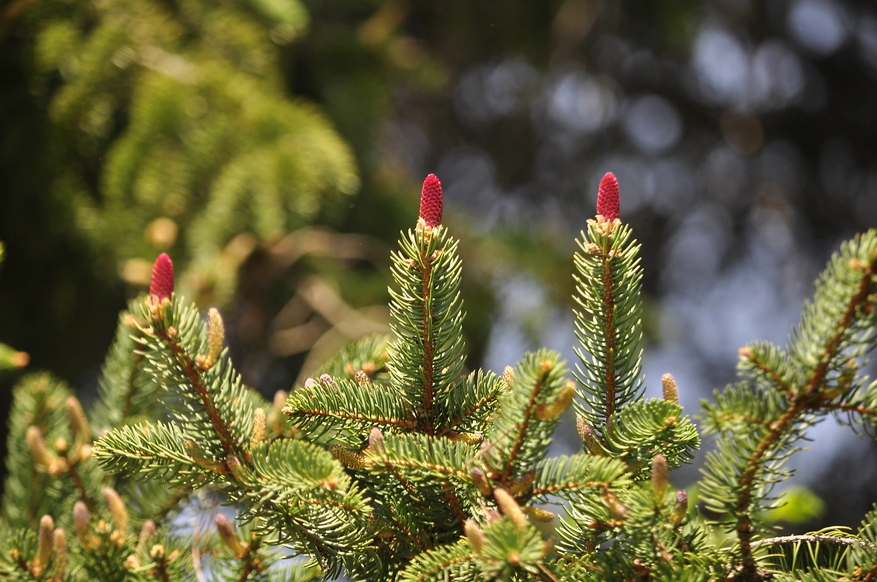 종비나무 (5).JPG