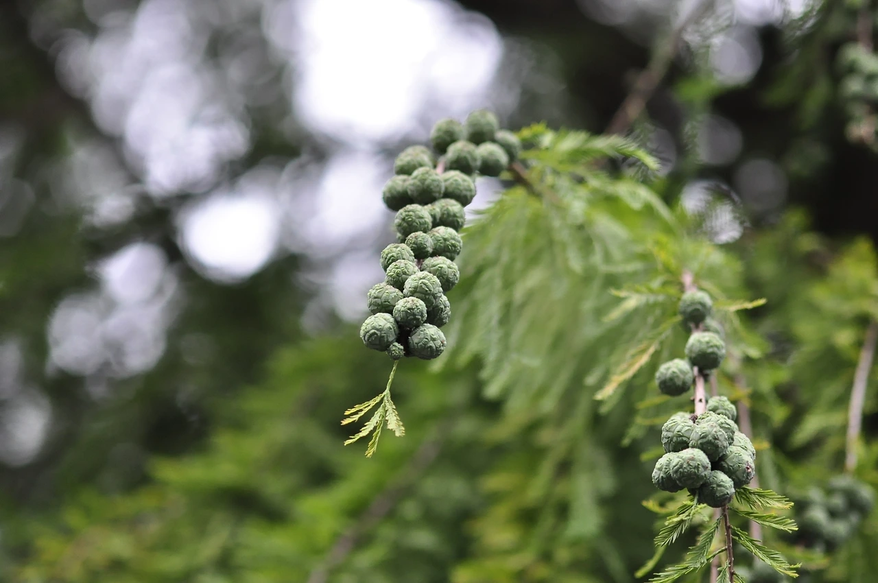 메타세콰이어 (4).JPG