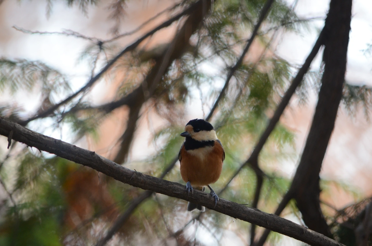 곤줄박이 (4).JPG