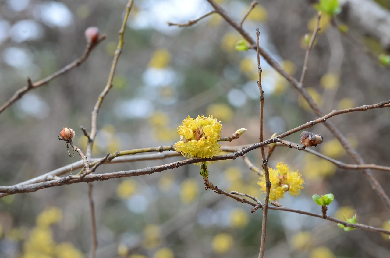 생강나무 (7).JPG