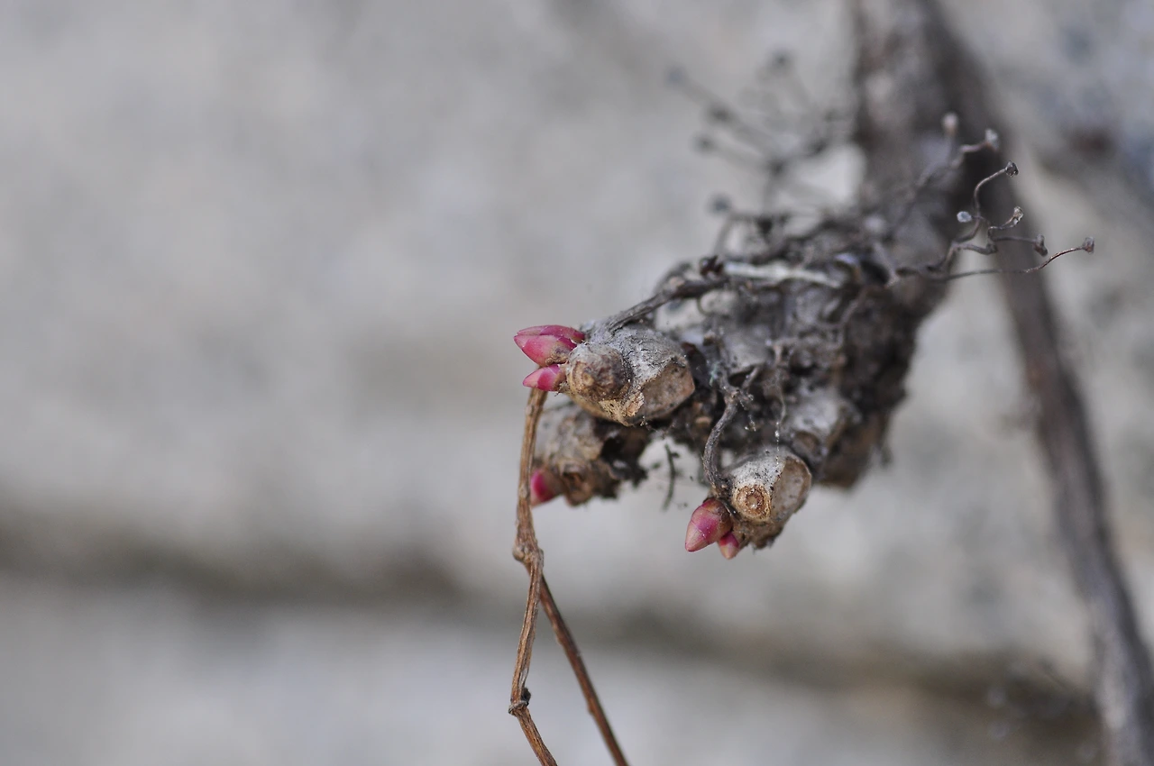 담쟁이덩굴 (1).JPG