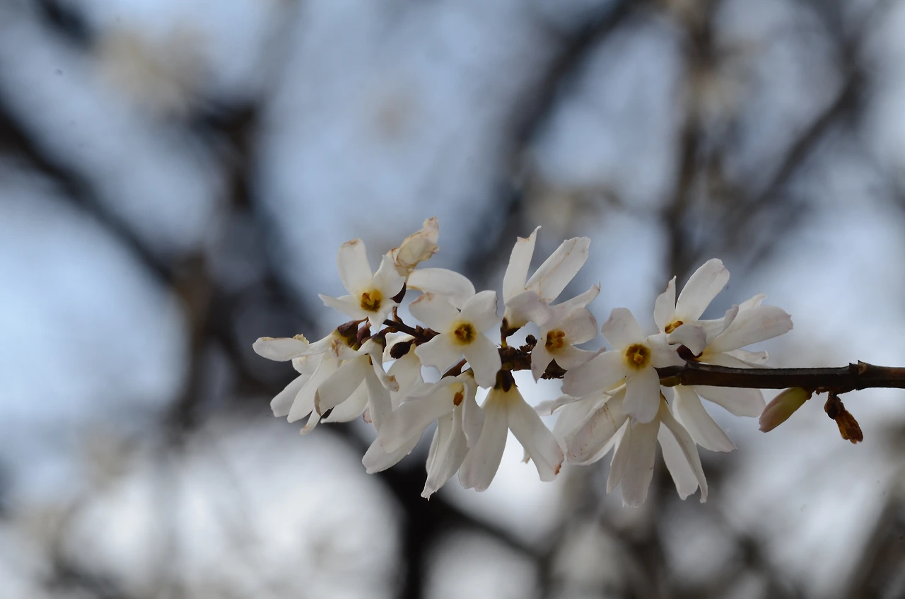 상아미선나무 (2).JPG