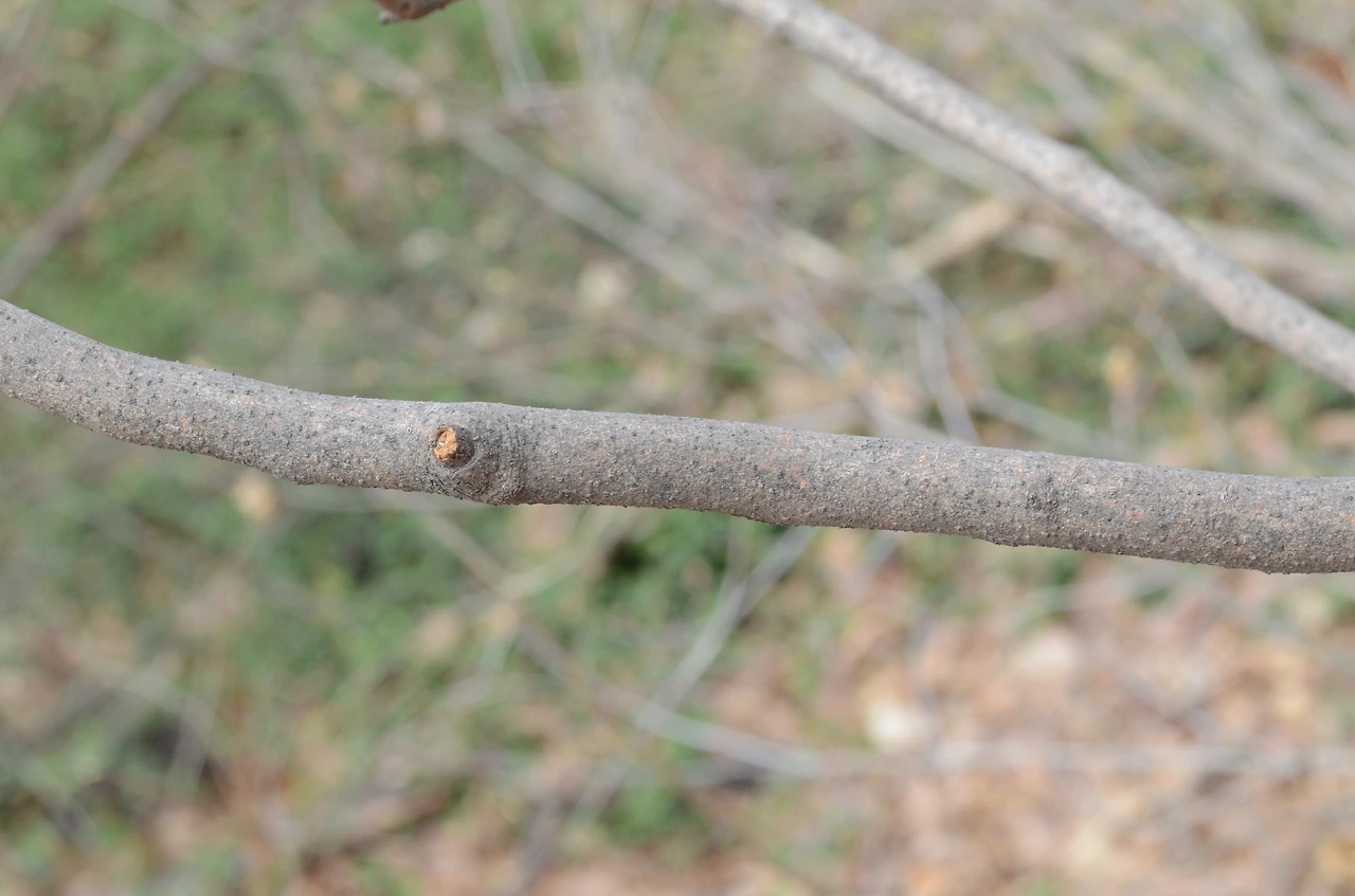 생강나무 (5).JPG