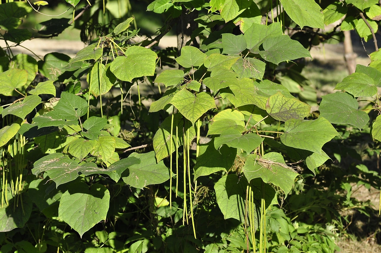 개오동나무 (3).JPG