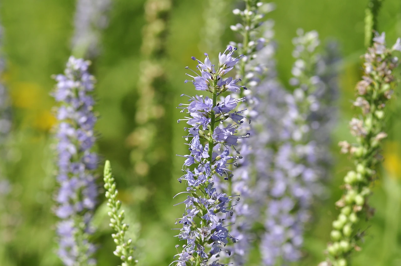 긴산꼬리풀 (3).JPG