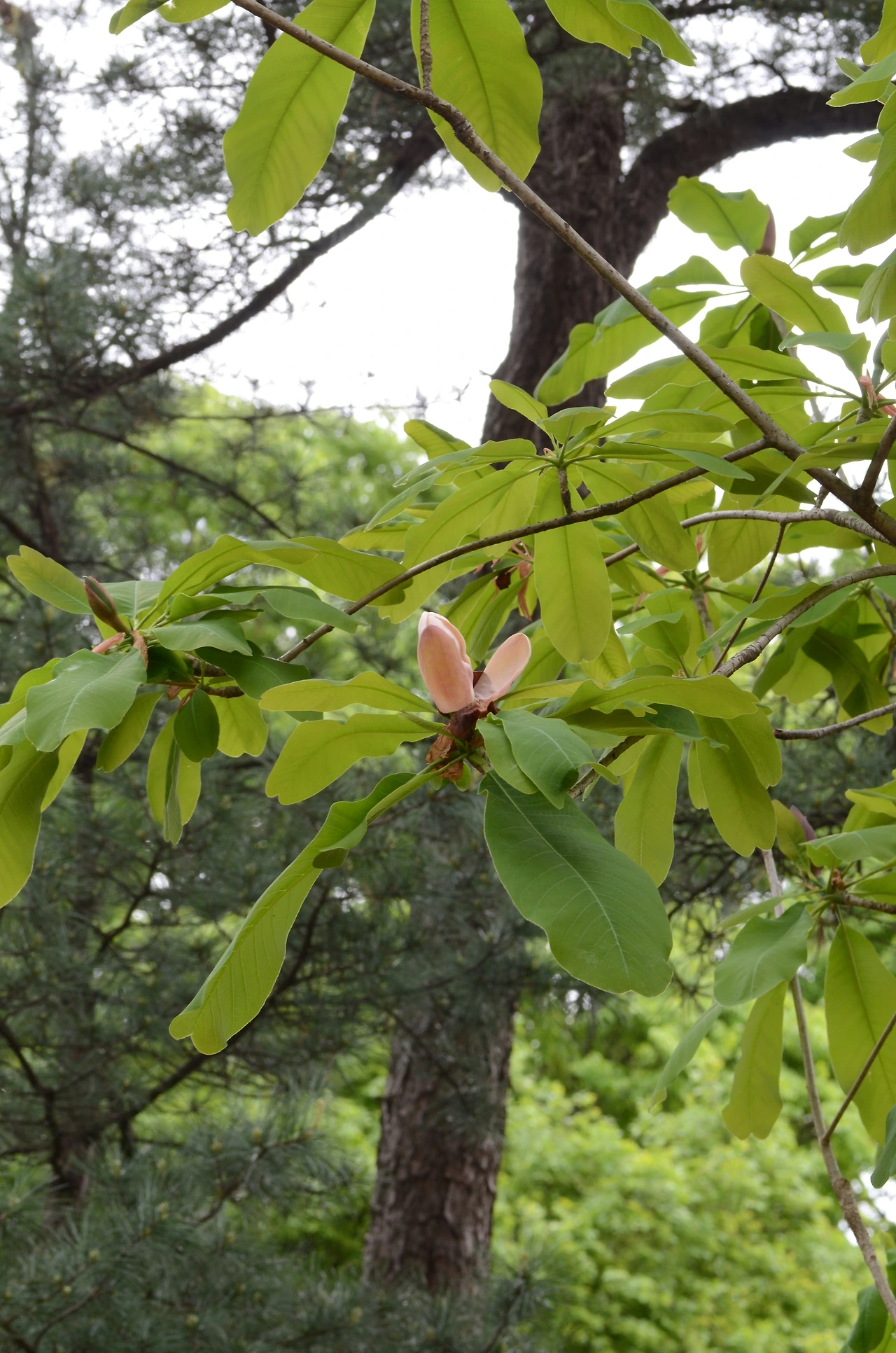 일본목련 (3).JPG