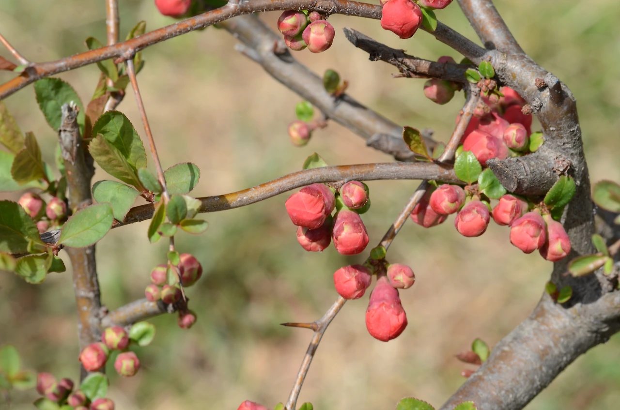 명자나무 (3).JPG