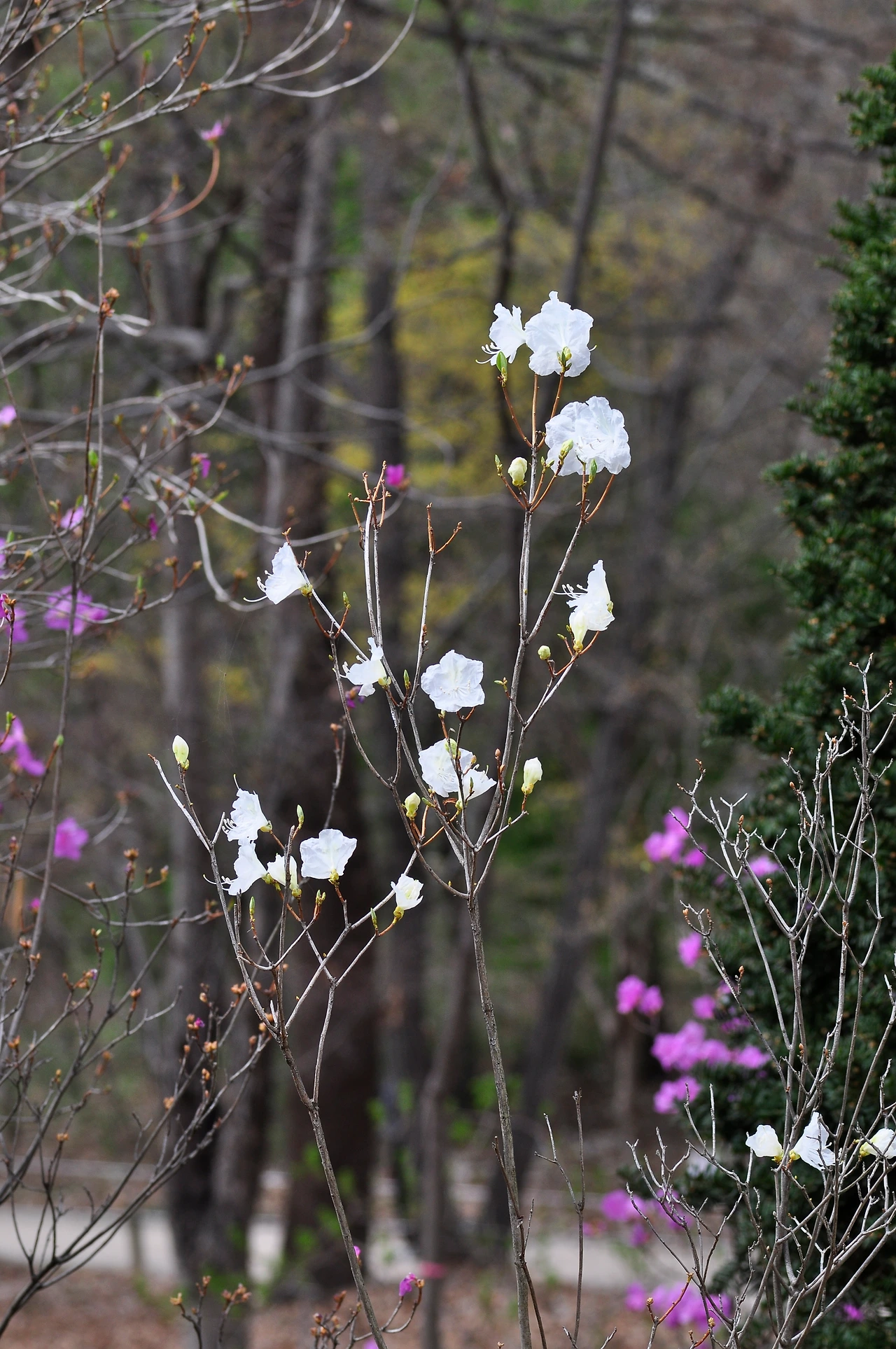 흰진달래 (7).JPG