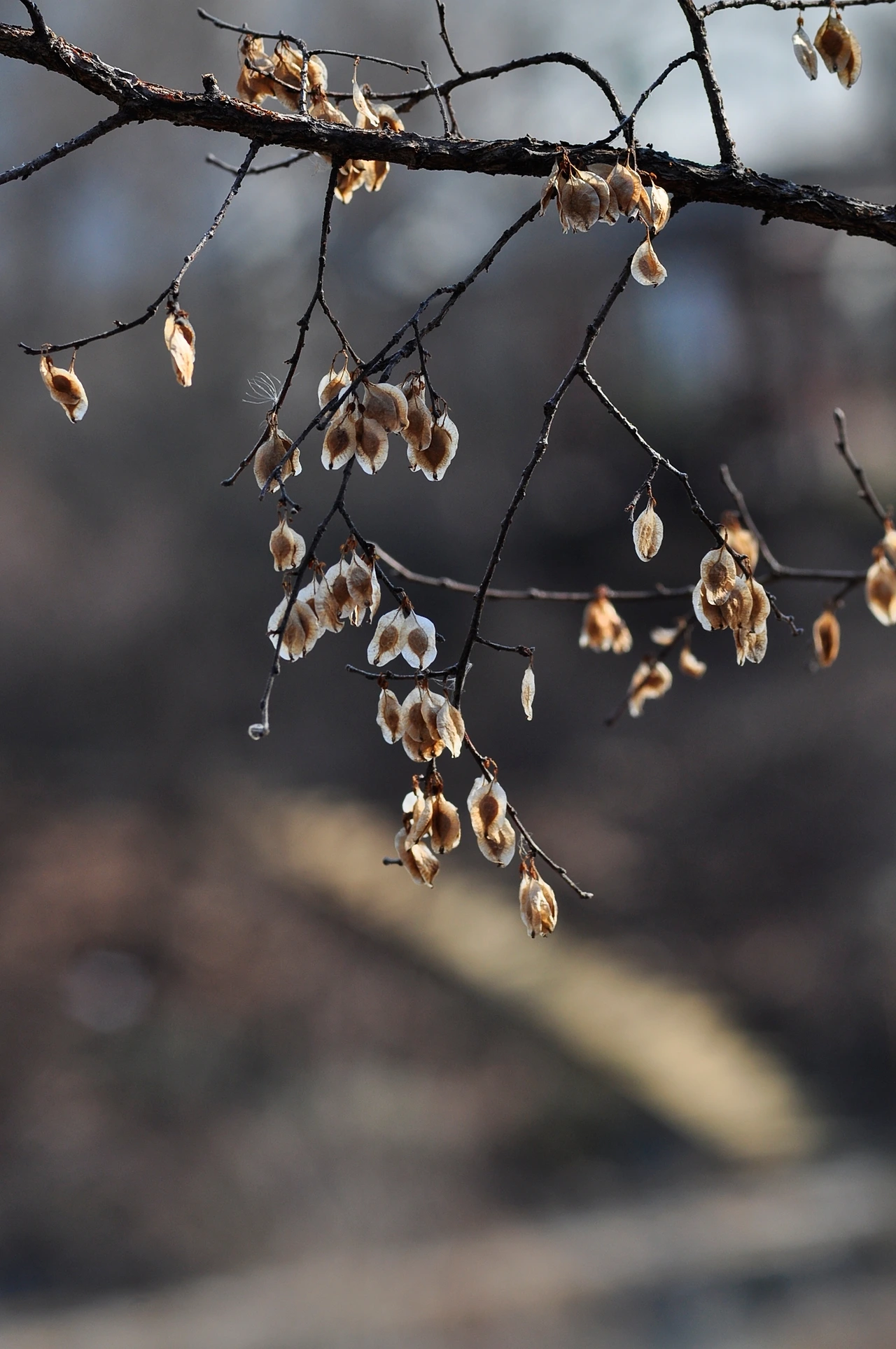 느릅나무 (2).JPG