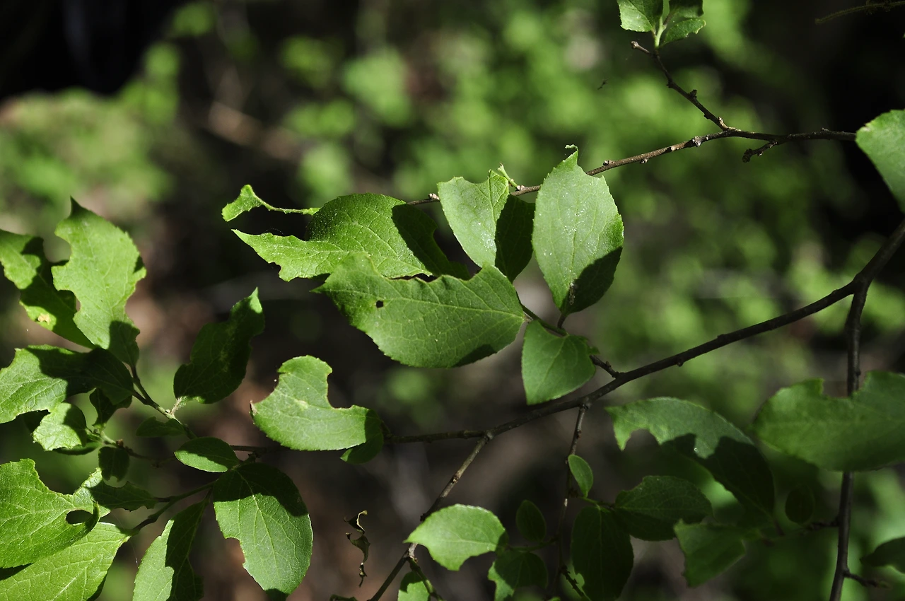 노린재나무 (2).JPG