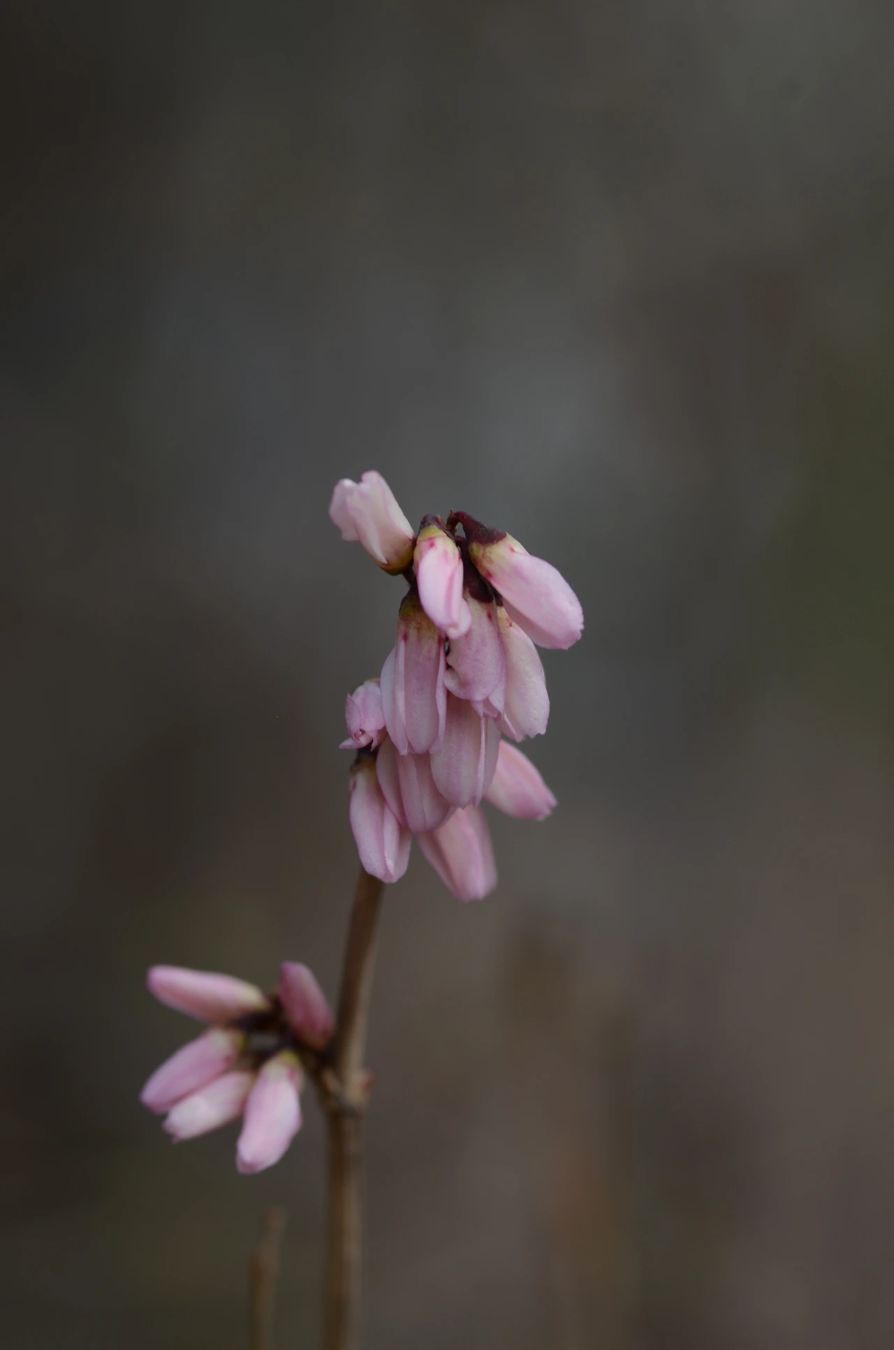 삼색병꽃나무 (2).JPG