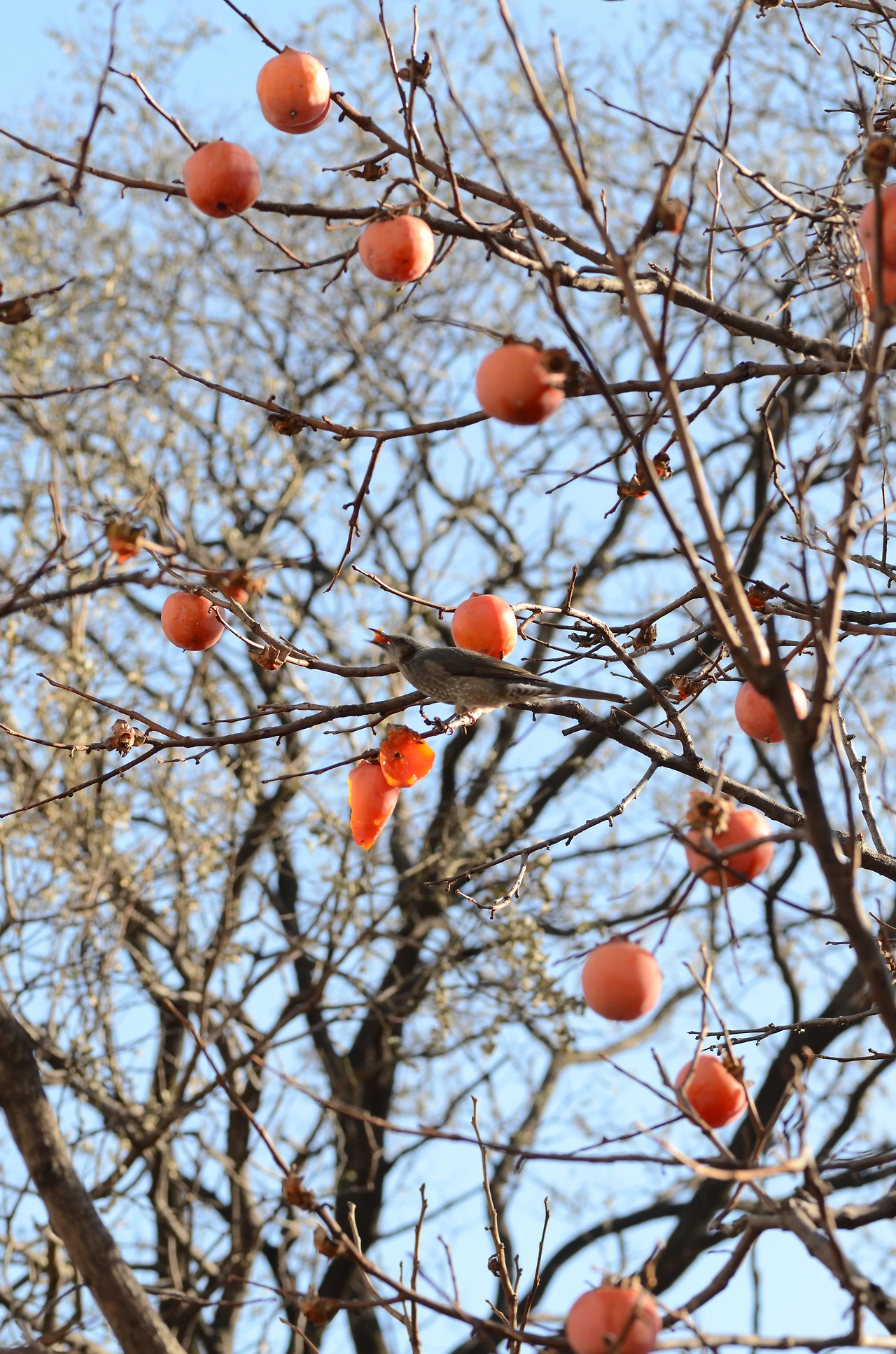 직박구리와 감.JPG