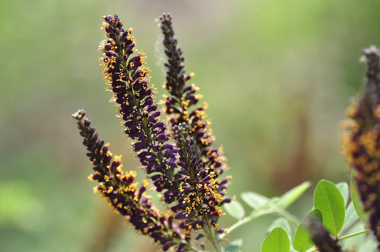 족제비싸리 (4).JPG