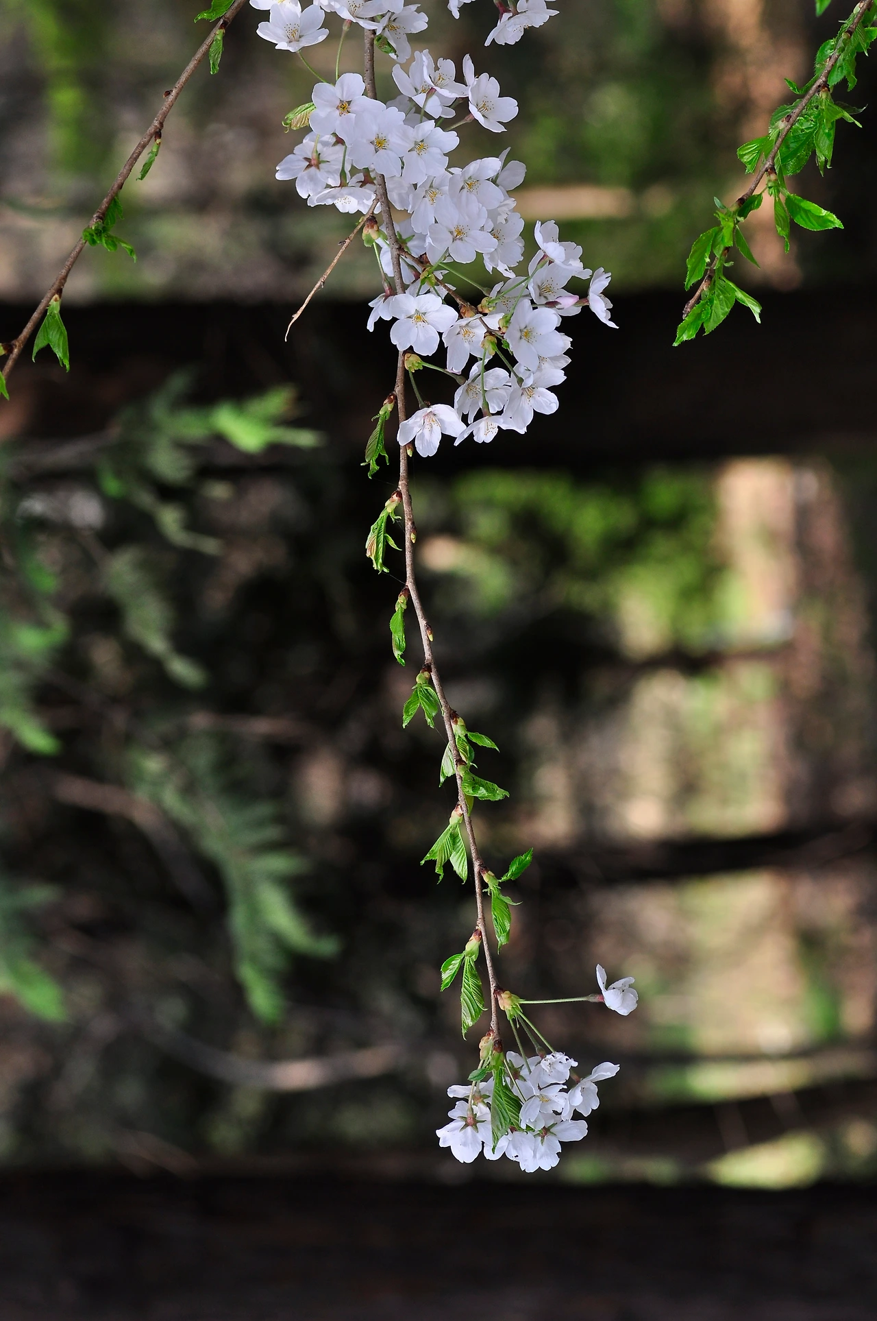 왕벚나무 (16).JPG