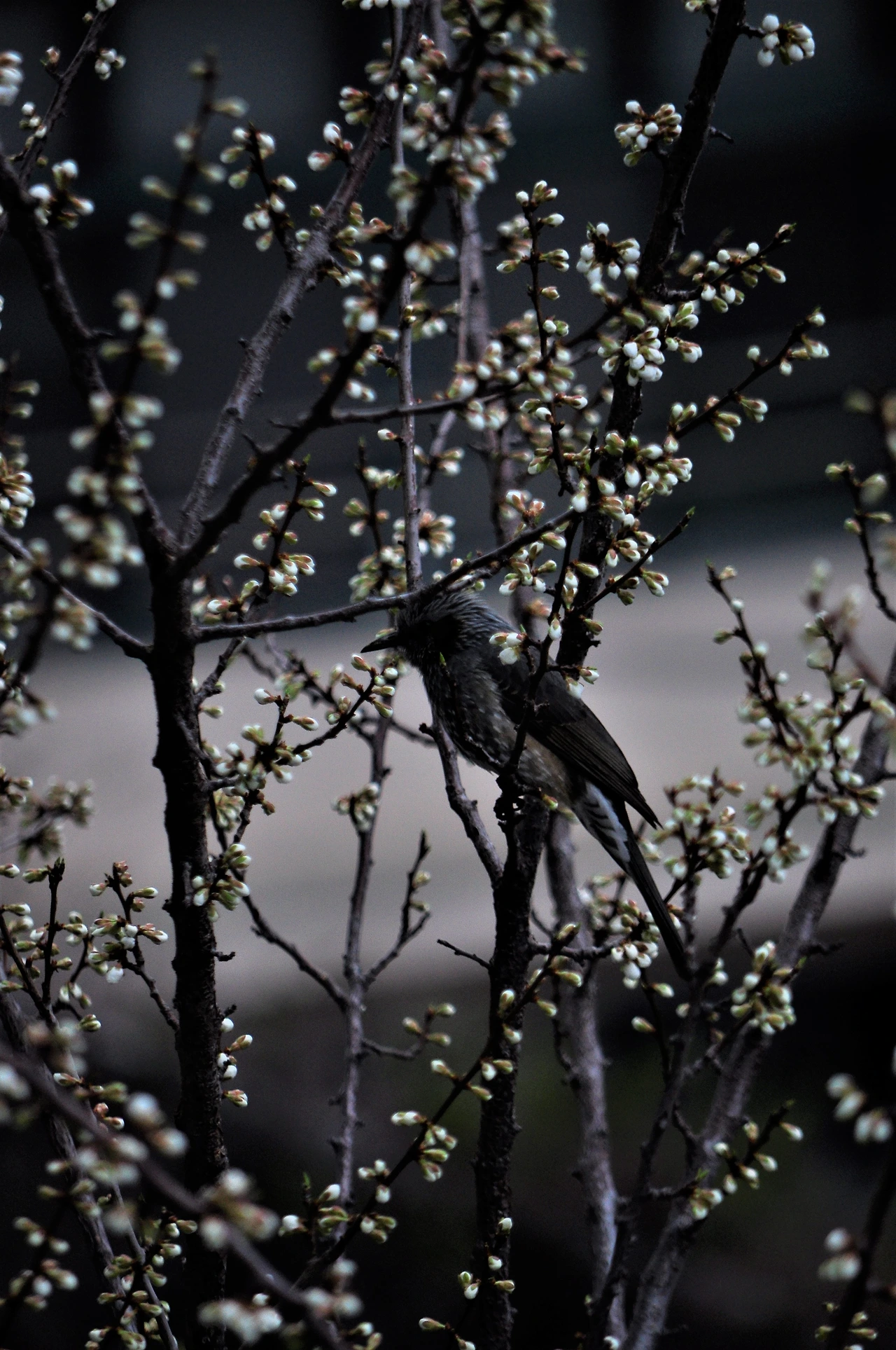 직박구리 (1).JPG