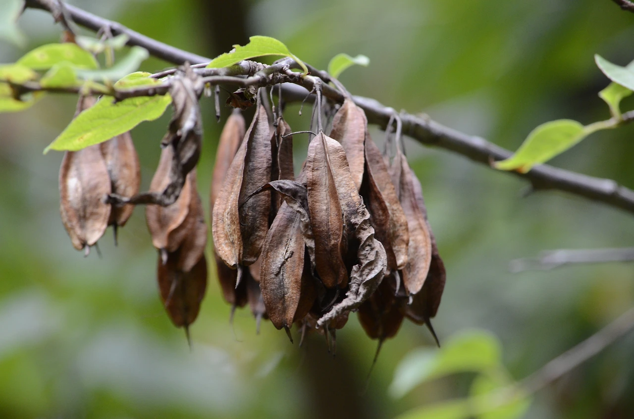 은종나무 (4).JPG