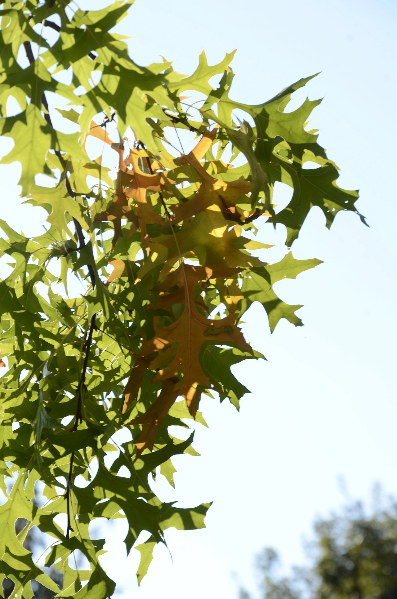 대왕참나무 (4).JPG