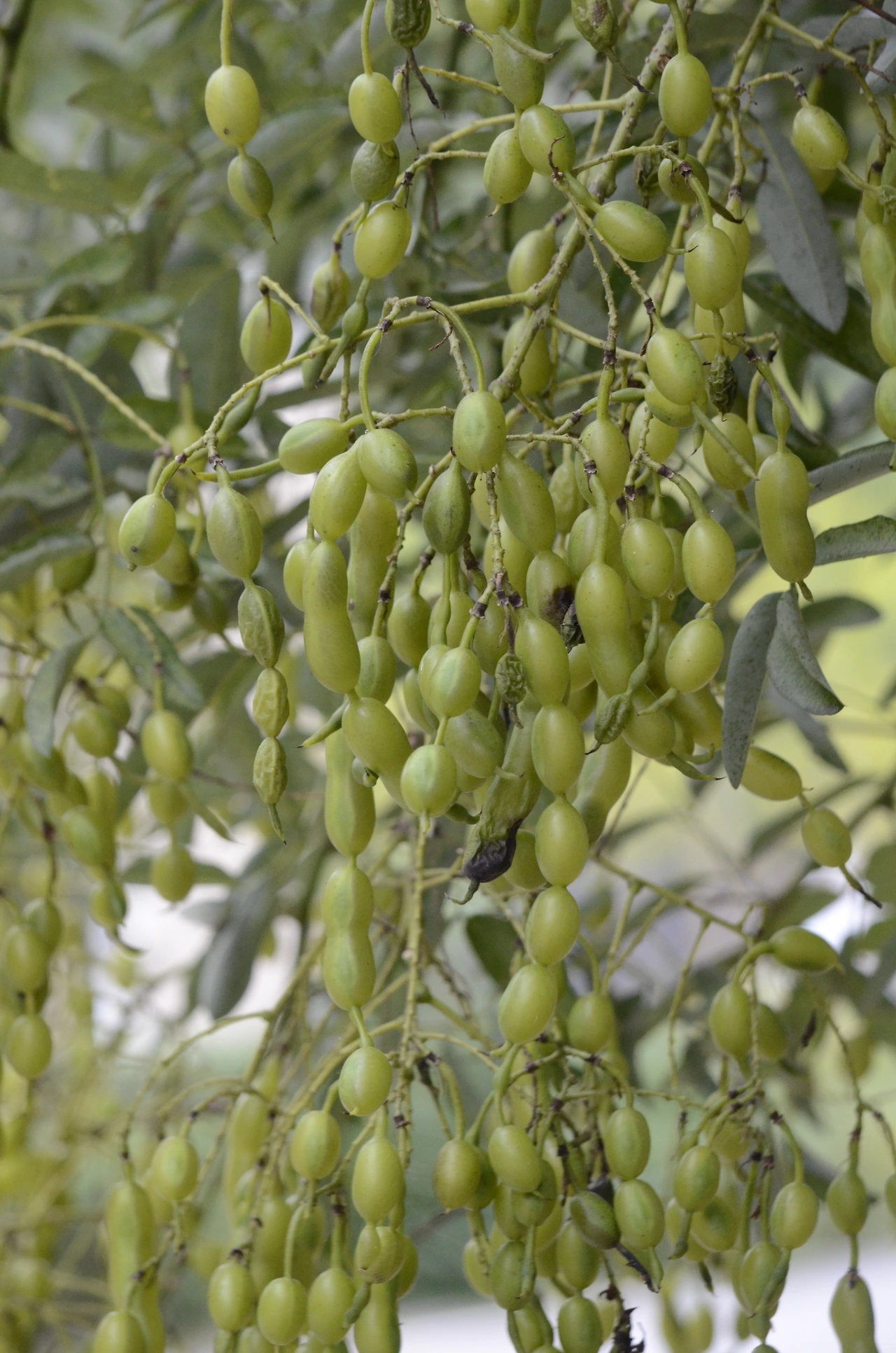 회화나무 (14).JPG