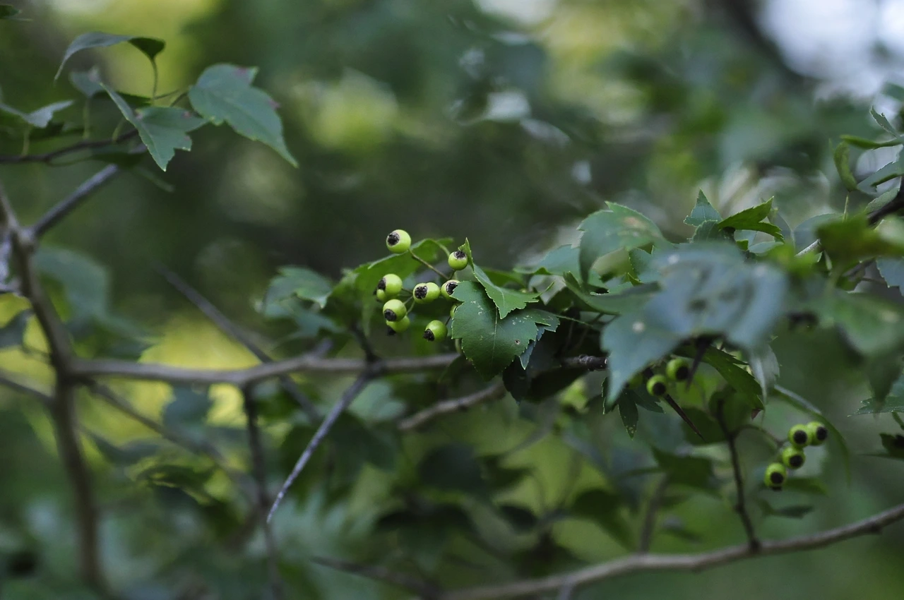 미국산사나무 (3).JPG