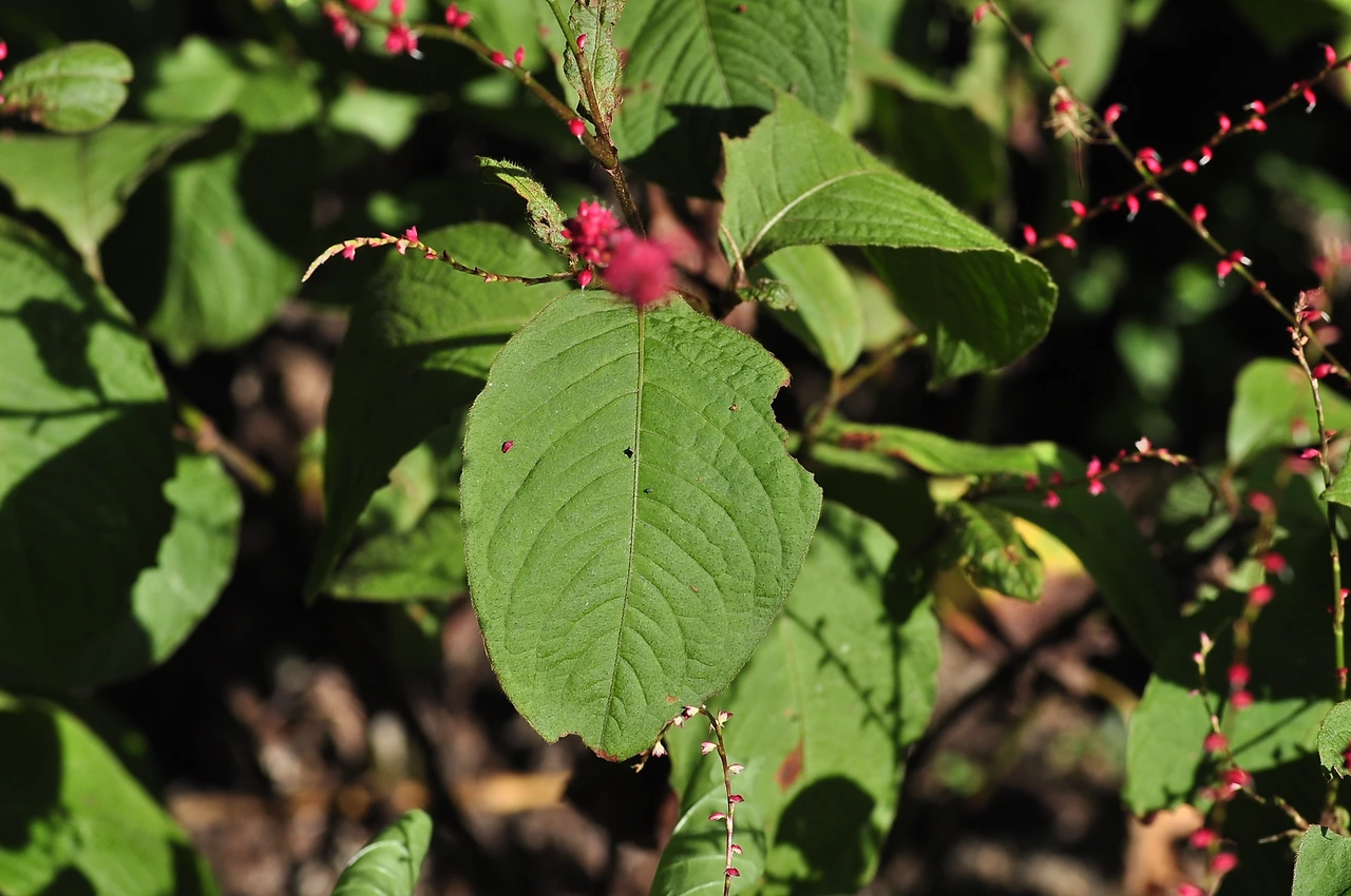 이삭여뀌 (3).JPG