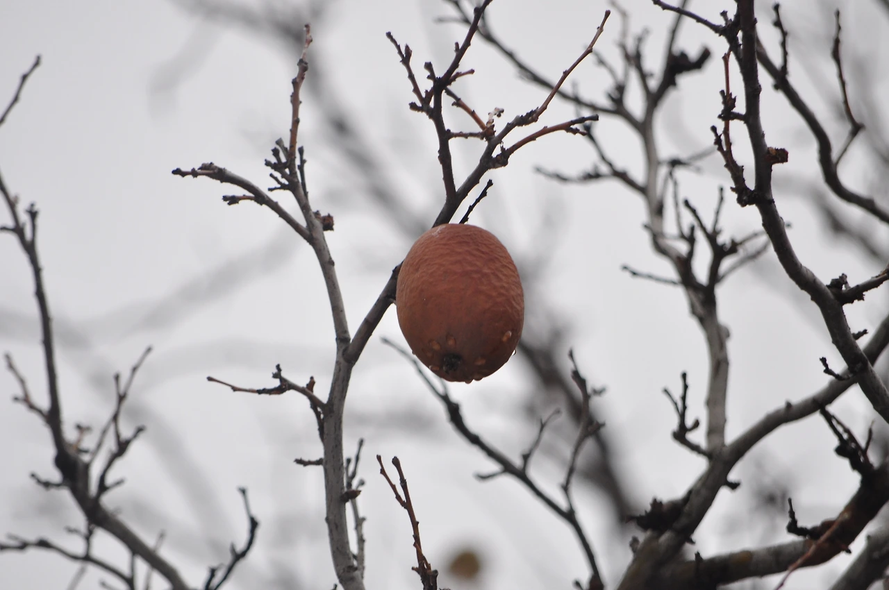 모과(열매) (2).JPG