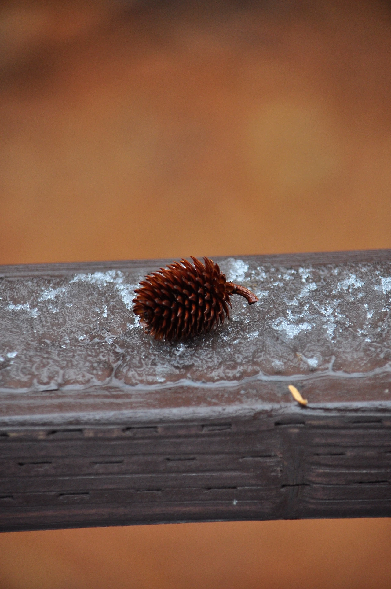 굴피나무(열매) (4).JPG