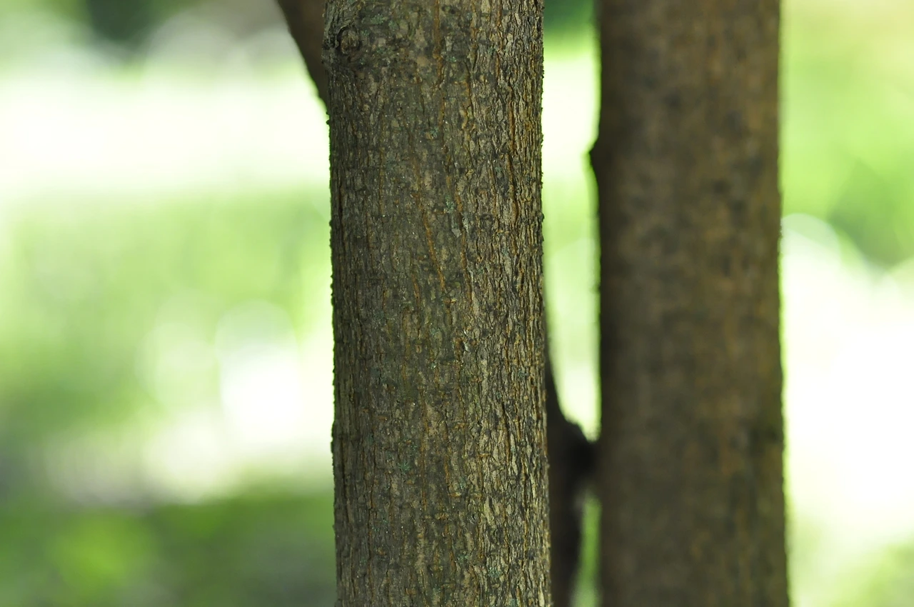 가새뽕나무 (3).JPG