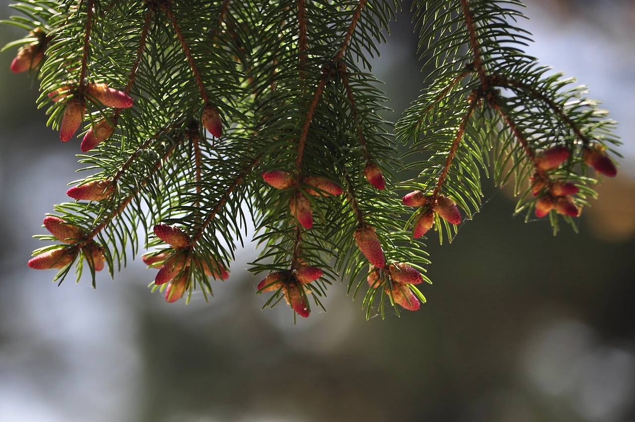 독일가문비나무 (5).JPG