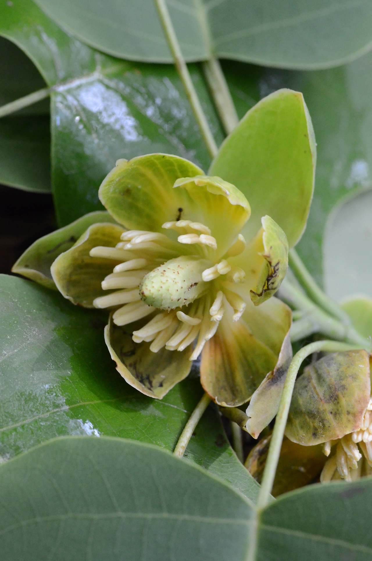 백합나무 (4).JPG