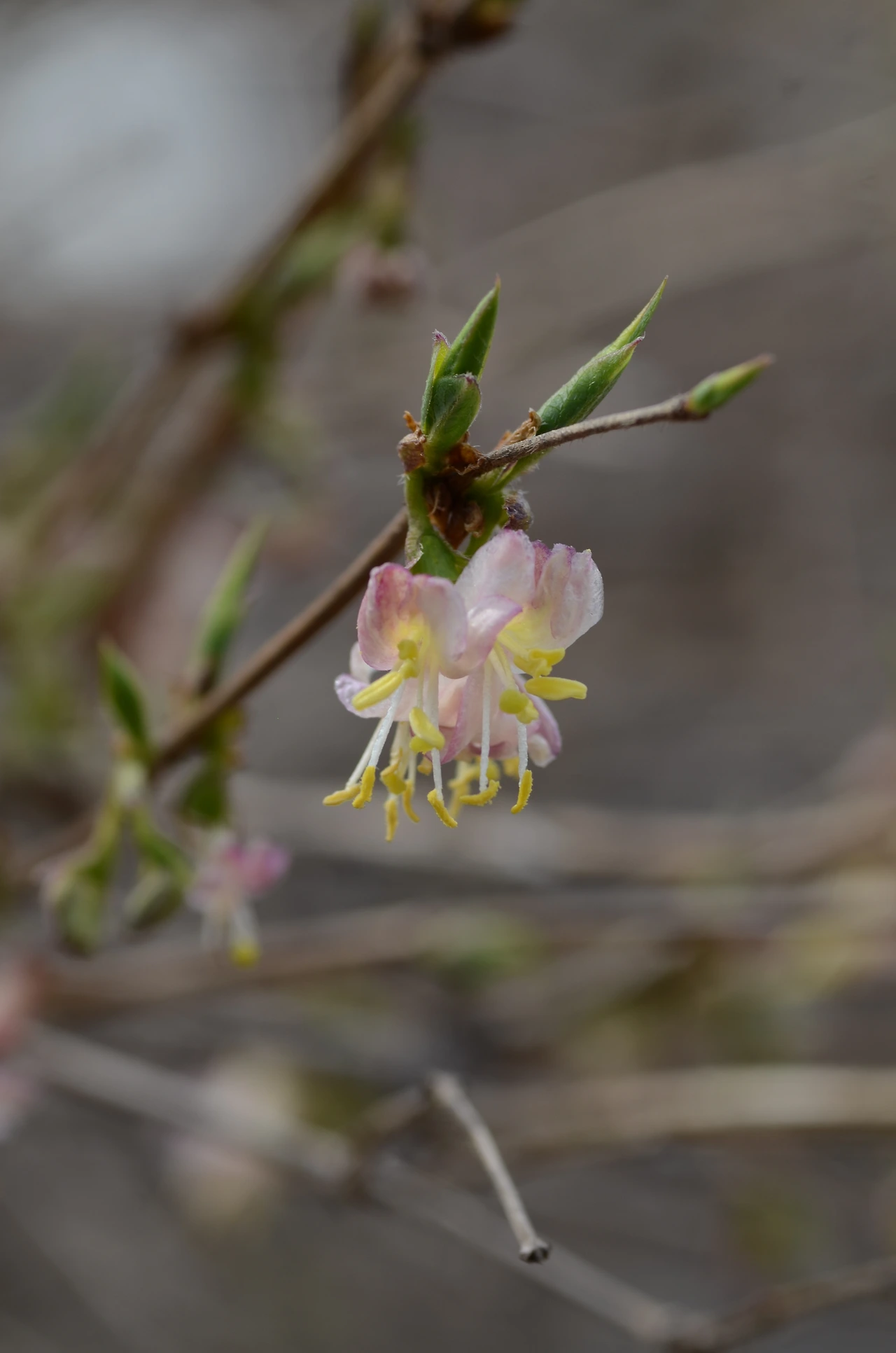 산괴불나무 (3).JPG