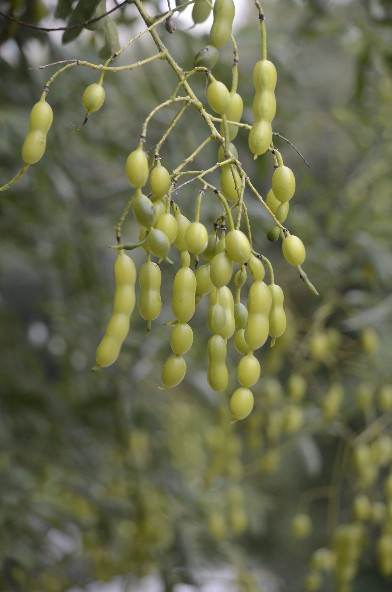 회화나무 (9).JPG