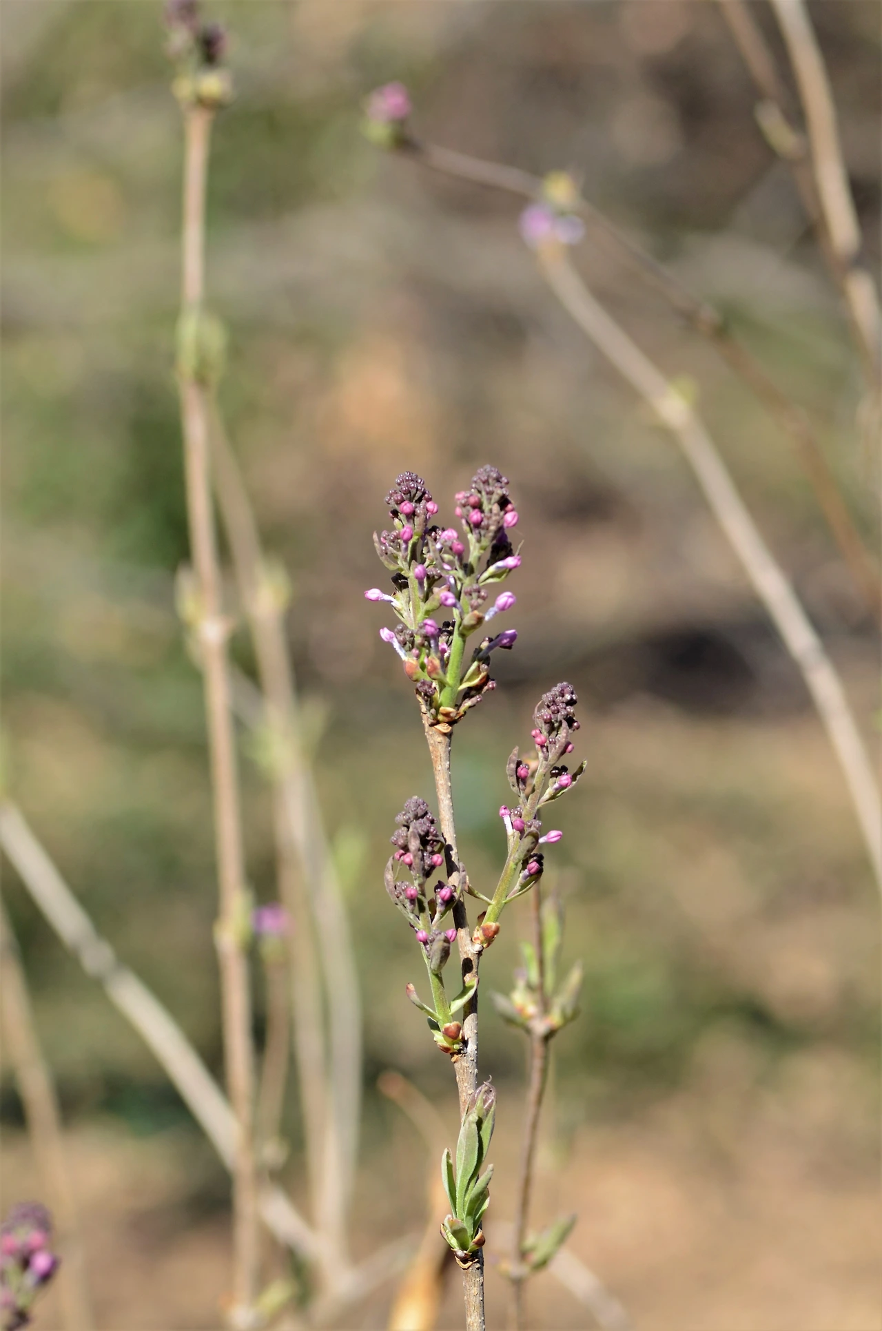 수수꽃다리 (3).JPG