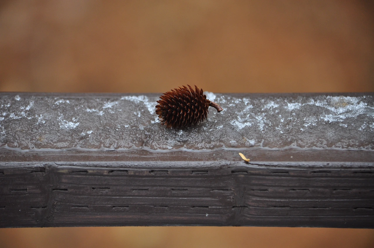 굴피나무(열매) (5).JPG