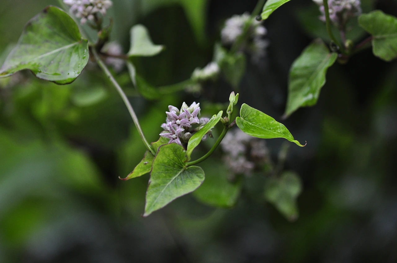 박주가리 (3).JPG