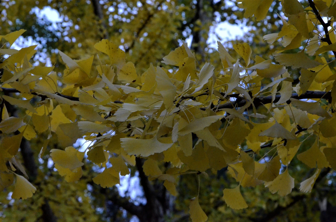 은행나무 (2).JPG