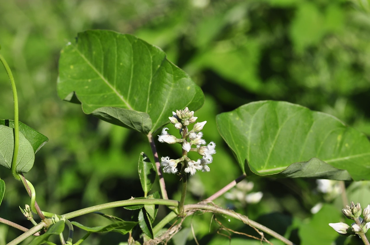 박주가리 (2).JPG