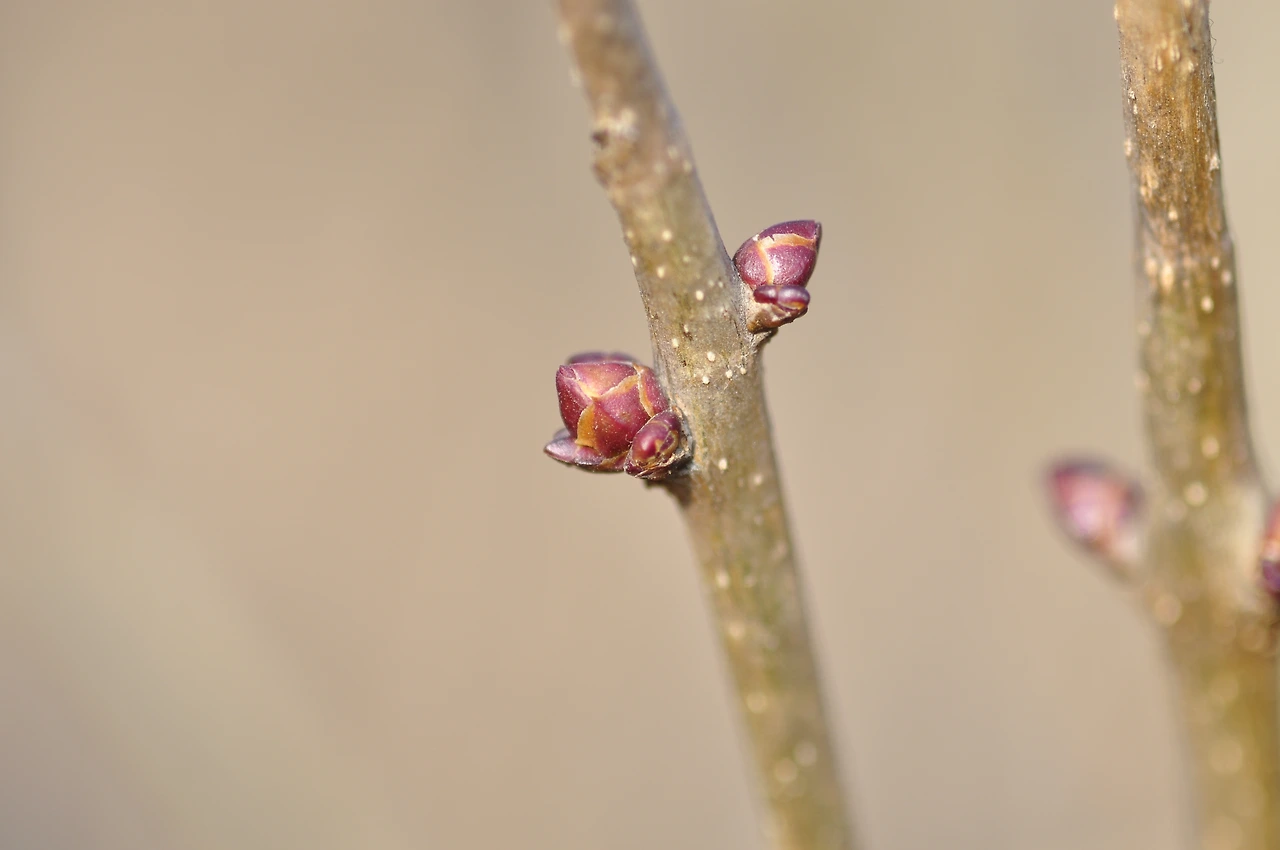 양버즘_겨울눈_양세훈 (2).JPG
