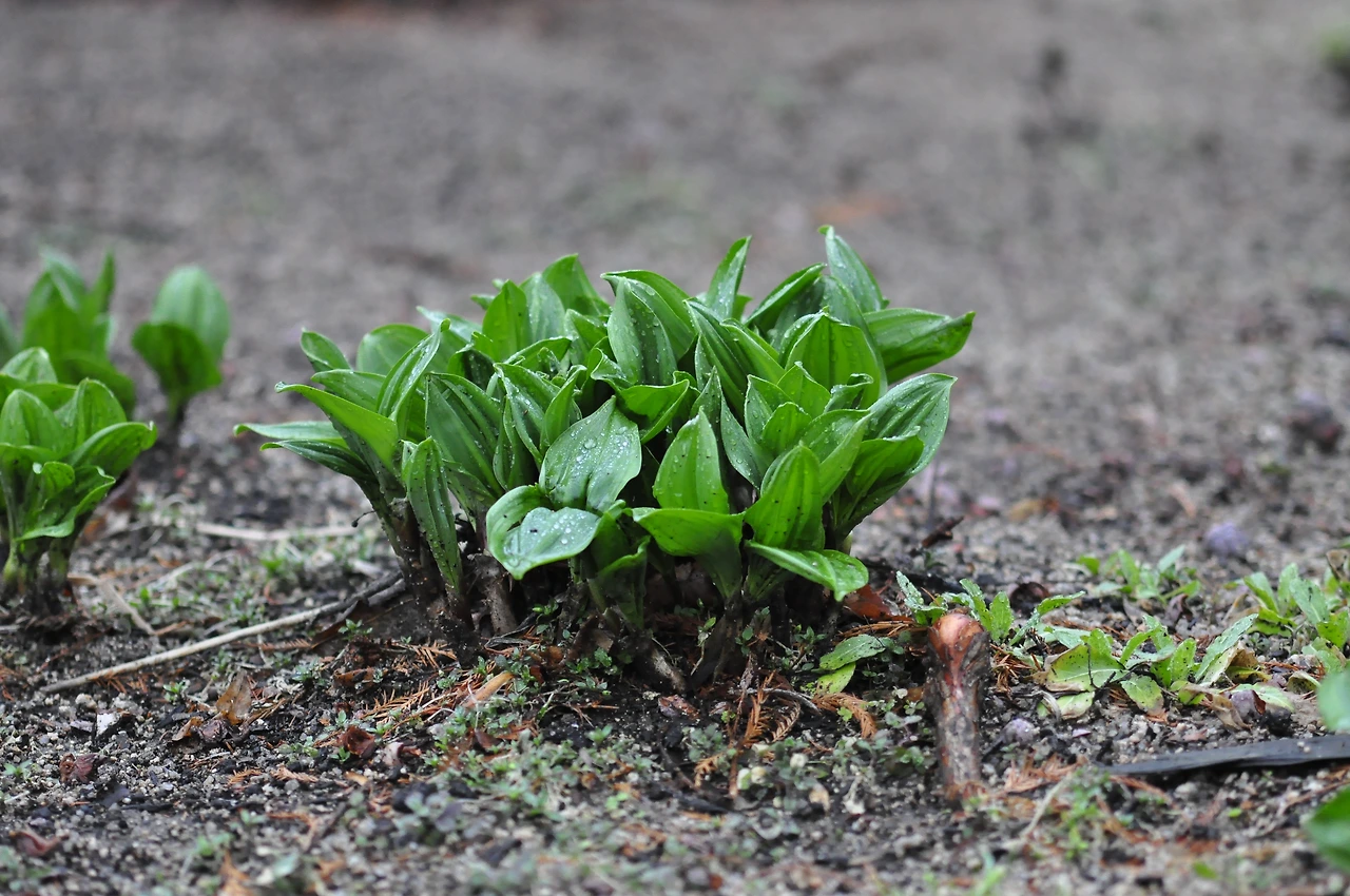 앉은부채_잎 (4).JPG