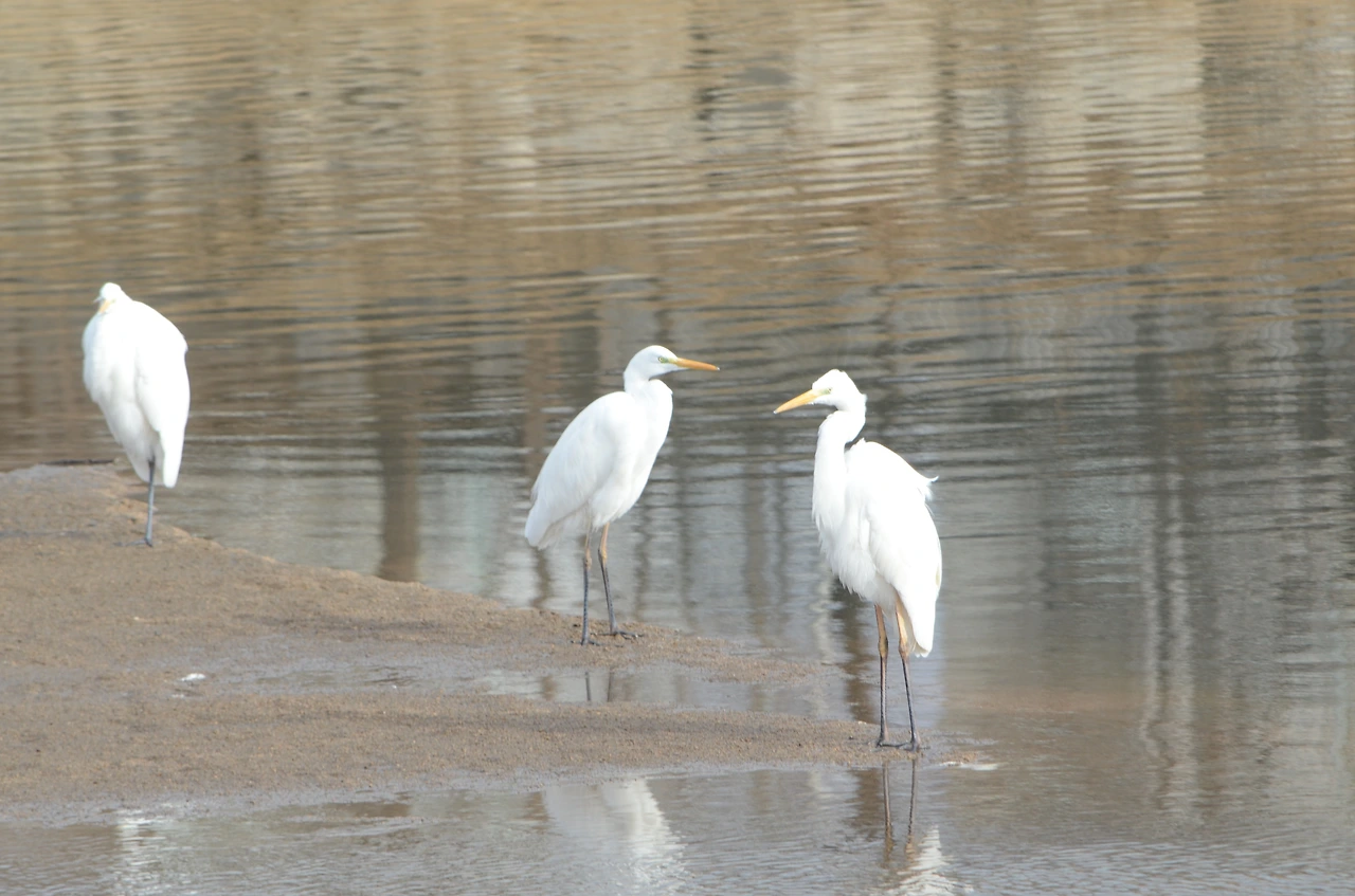 중대백로 (2).JPG
