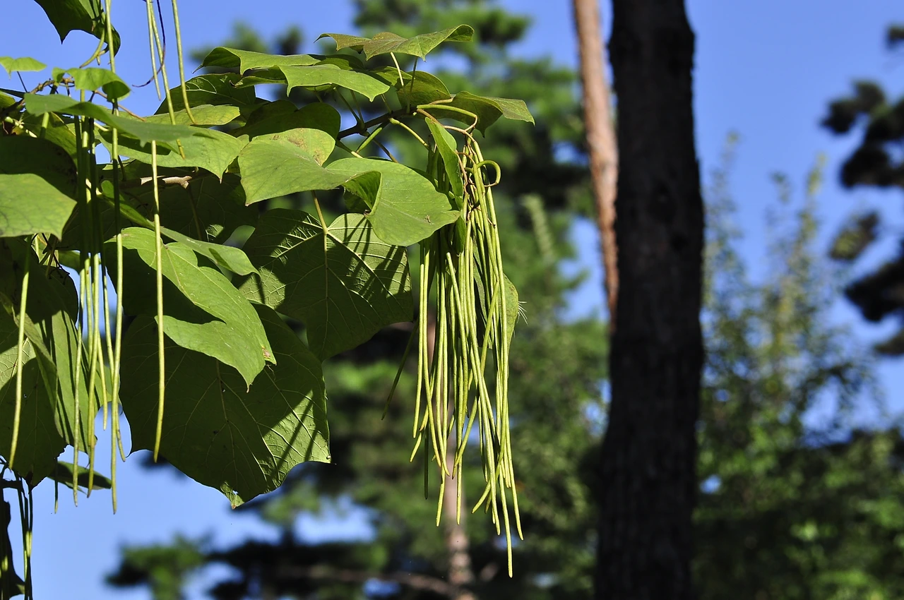 개오동나무 (2).JPG
