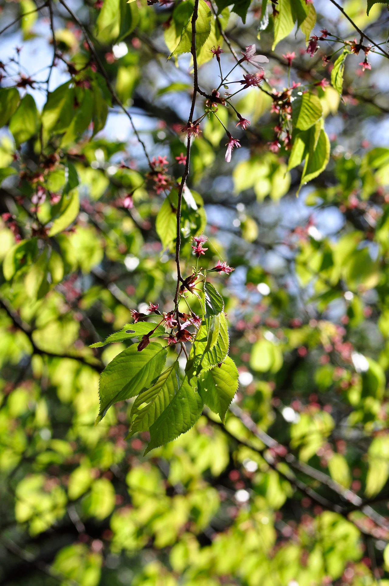 단풍나무 (3).JPG