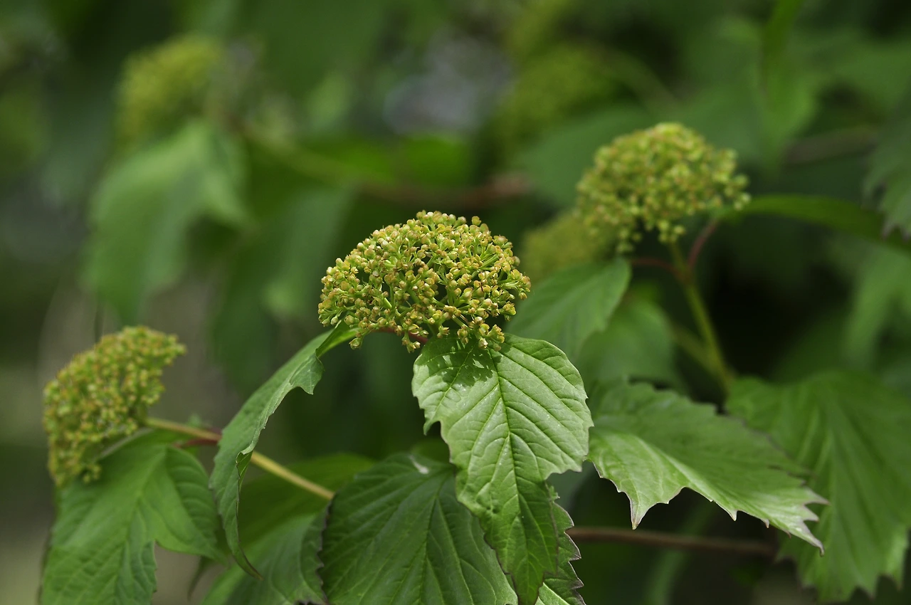 덜꿩나무 (2).JPG