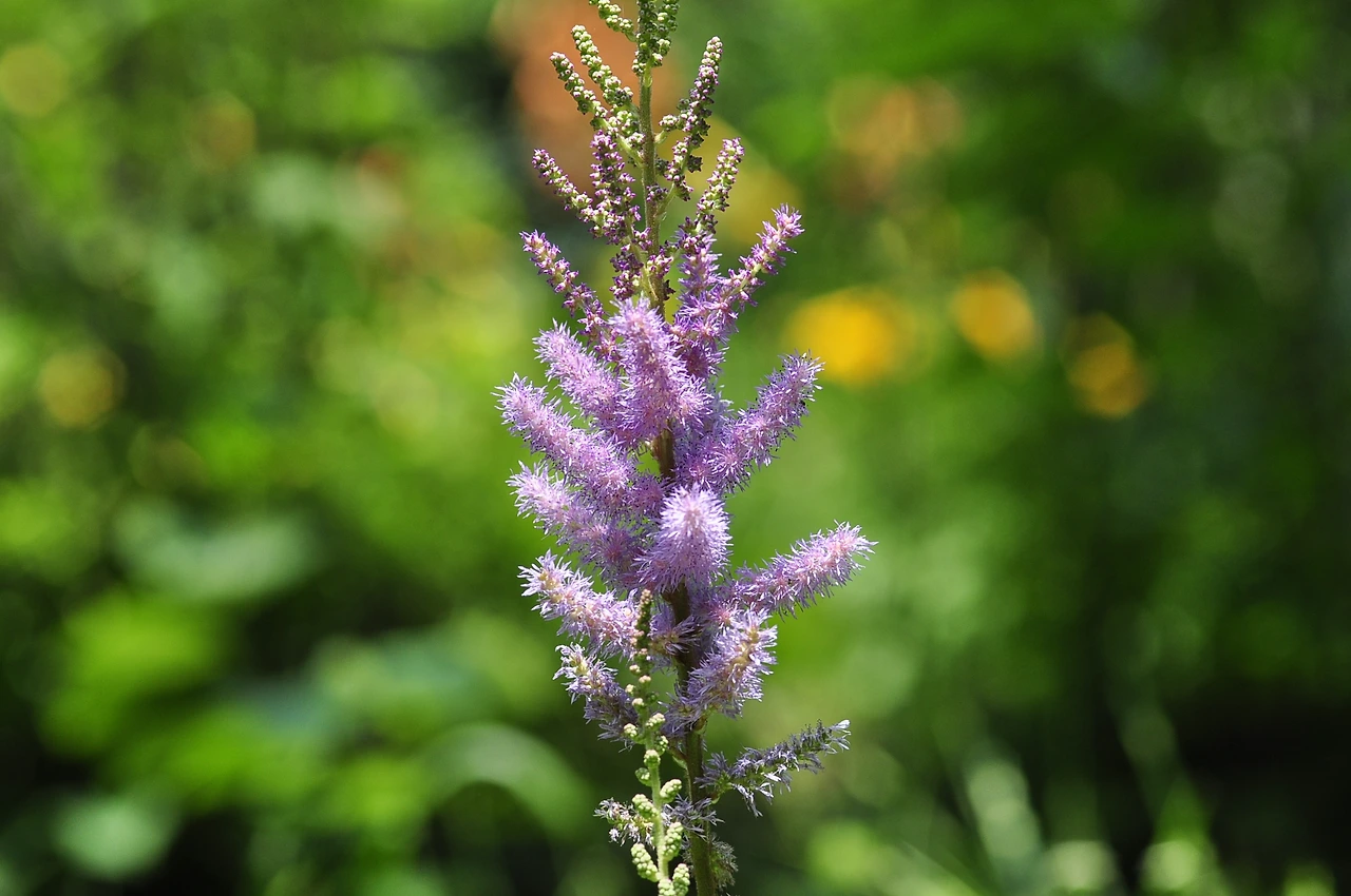 꼬리조팝나무 (7).JPG