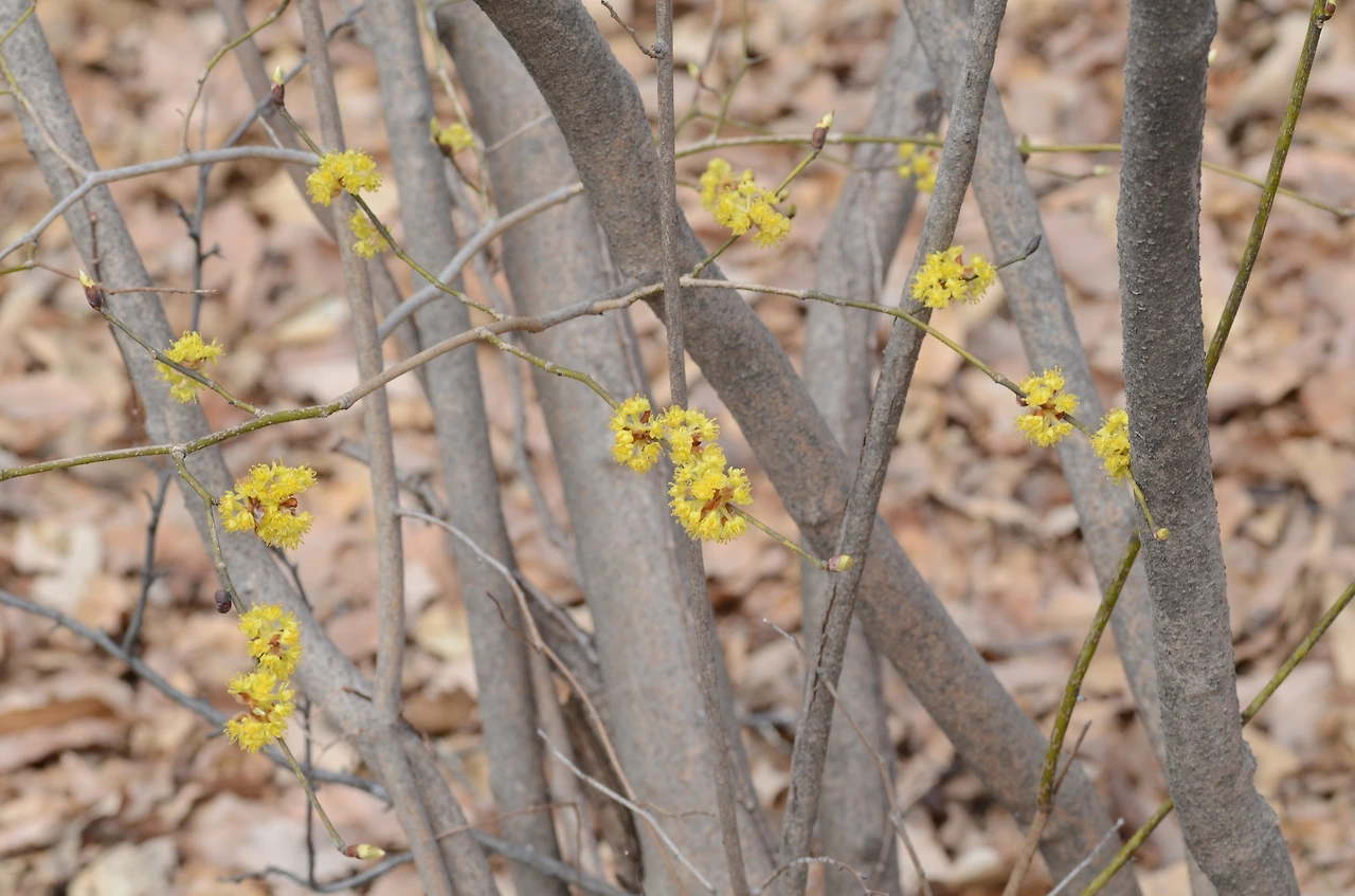 생강나무 (4).JPG