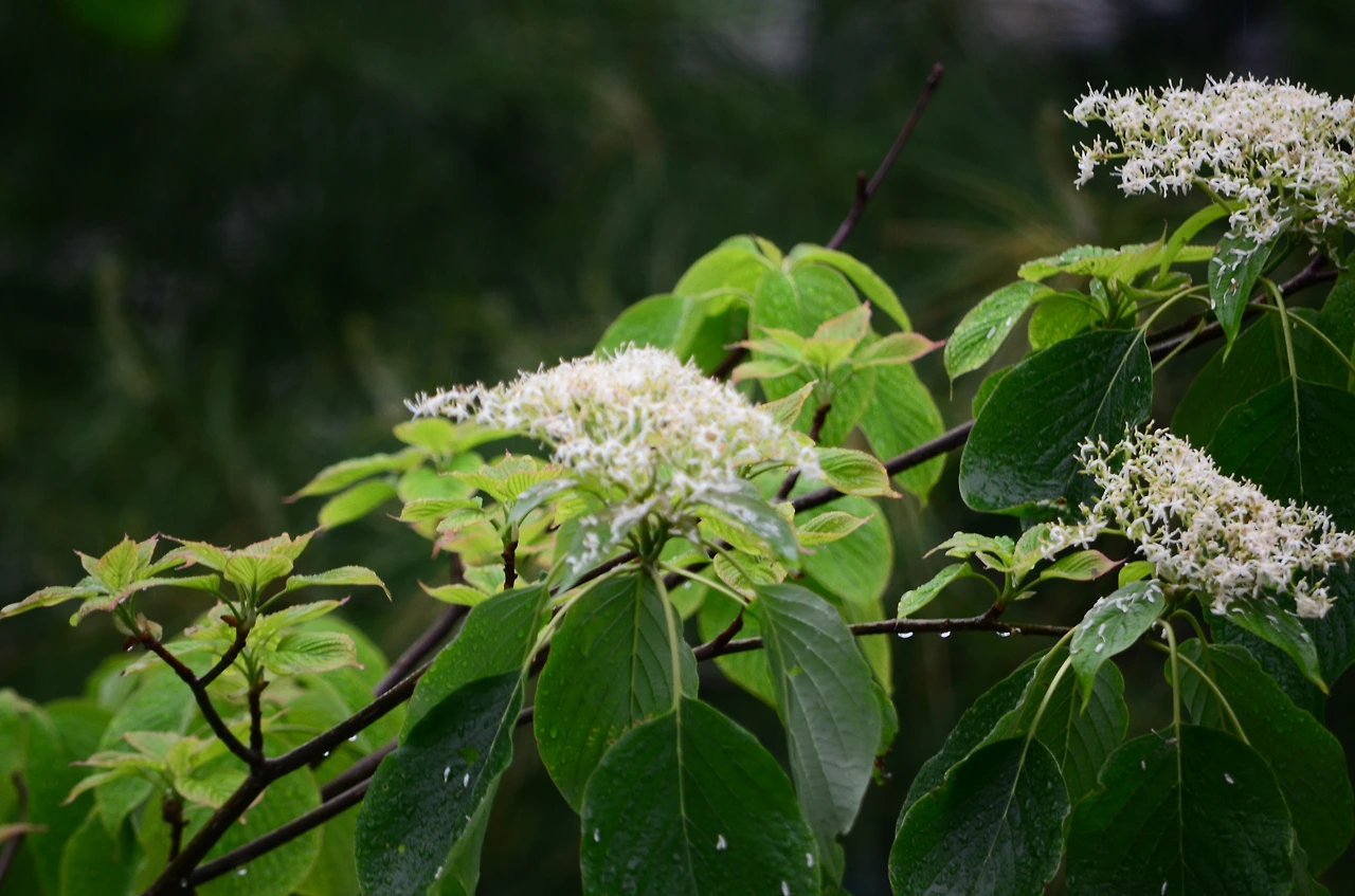 층층나무 (4).JPG