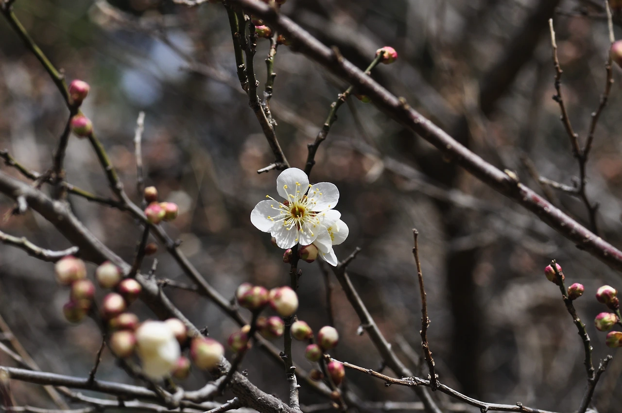 매화나무_꽃 (2).JPG