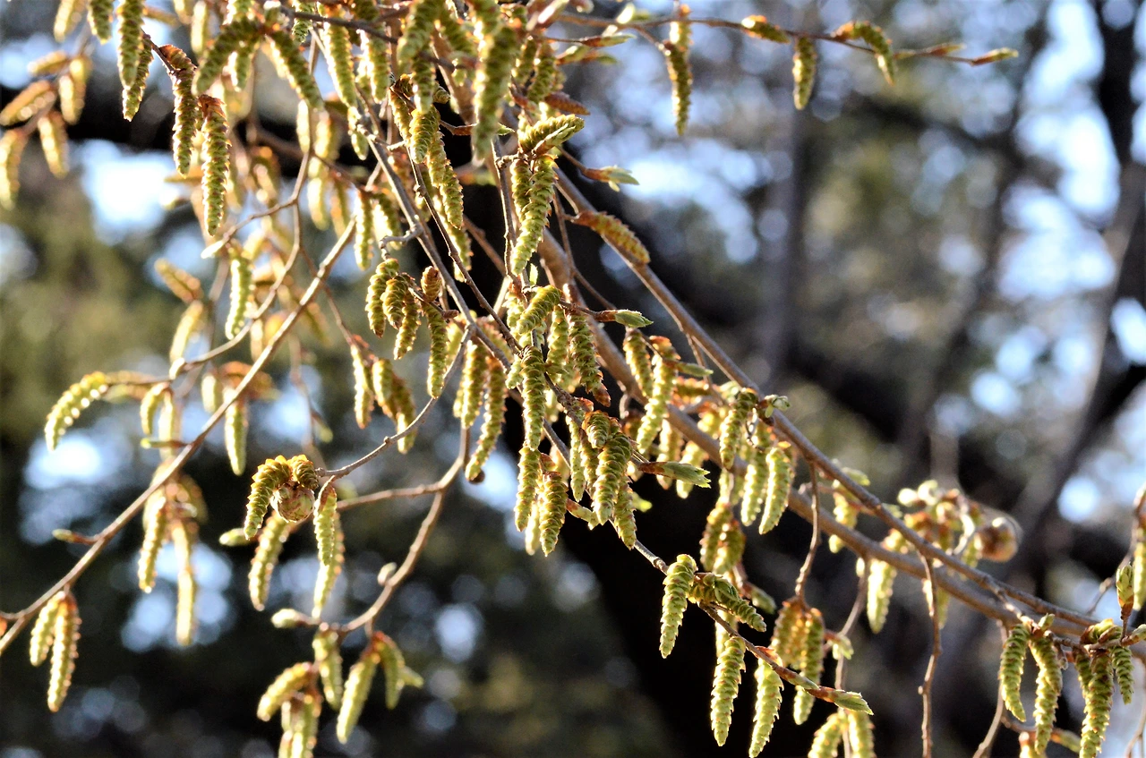 개서어나무 (4).JPG